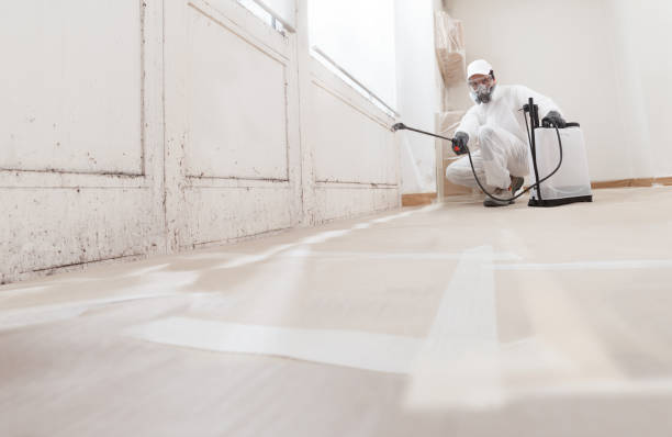 24/7 Emergency Basement Mold Removal experts in East Waterford, PA