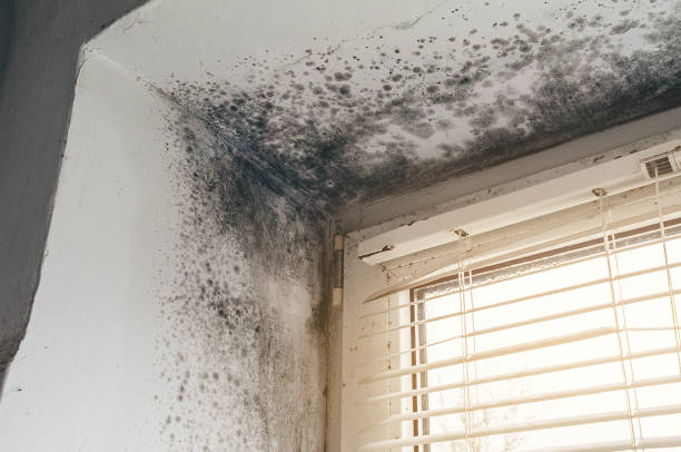 Affordable Basement Mold Removal solutions in East Waterford, PA