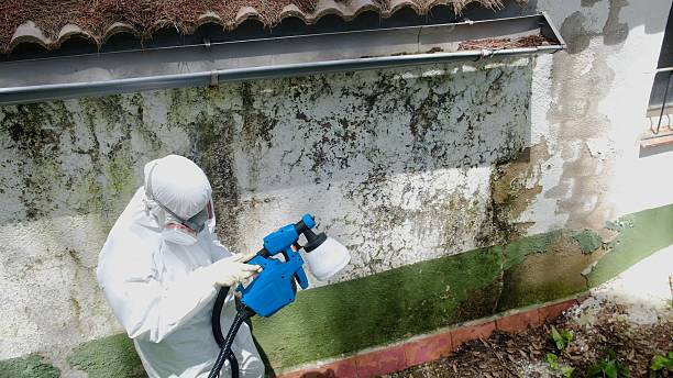 Top rated local Basement Mold Removal specialists in East Waterford, PA